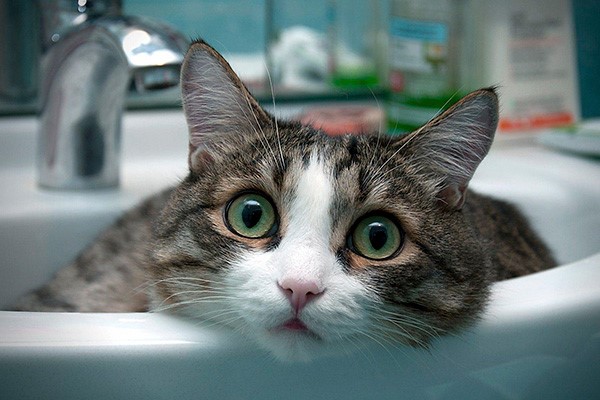 На фото – кот в раковине